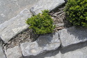 #4: Ground cover at the confluence point.