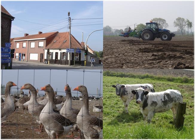Flanders countryside represented by machines and animals