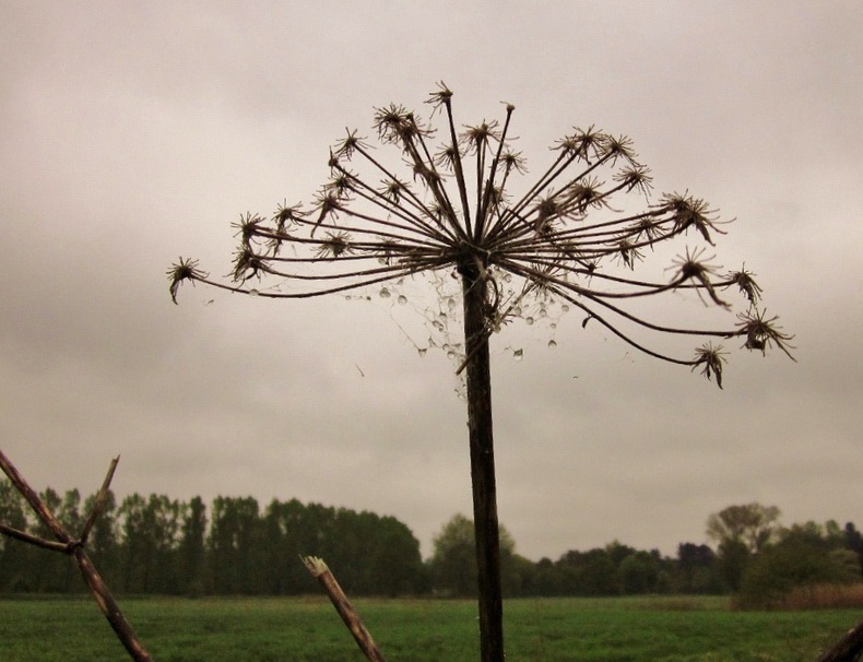 Dried stem of a giant hogweed