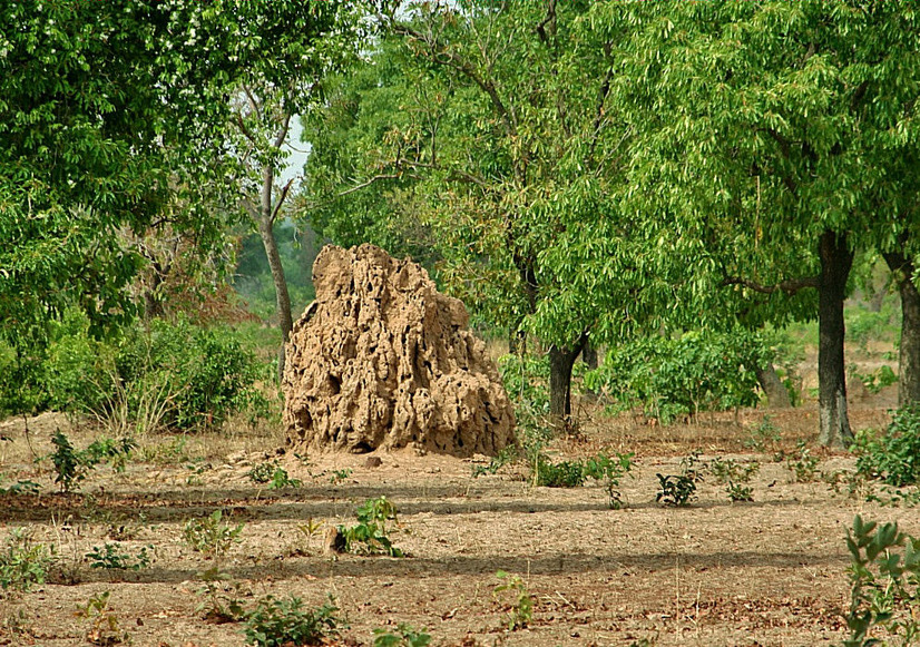 A termite mound close to the point