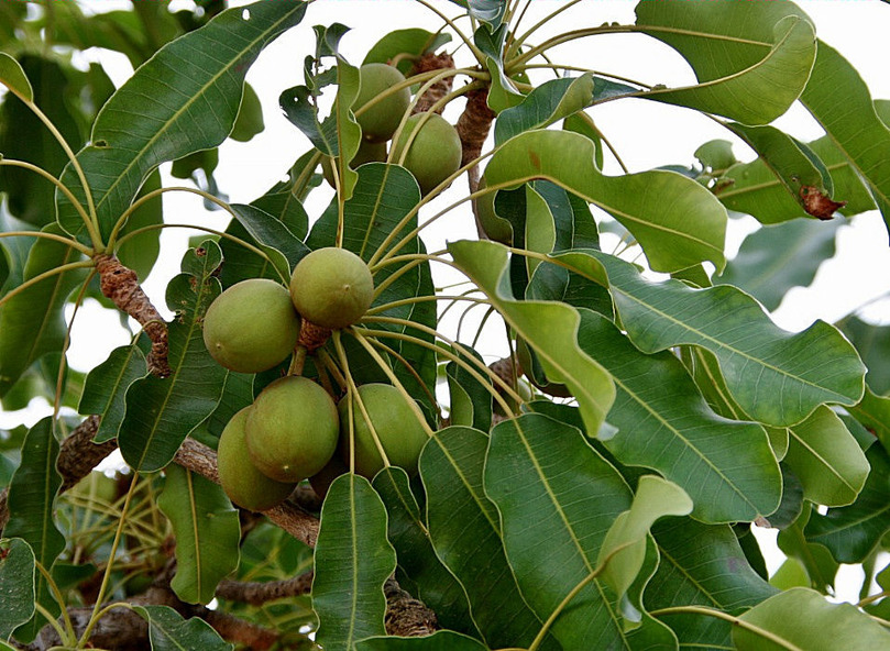 Fruits of a shea tree