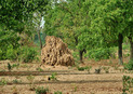 #6: A termite mound close to the point