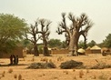 #10: Women preparing food close to baobab trees
