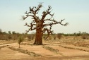 #9: Tilling work around a baobab to improve the soil