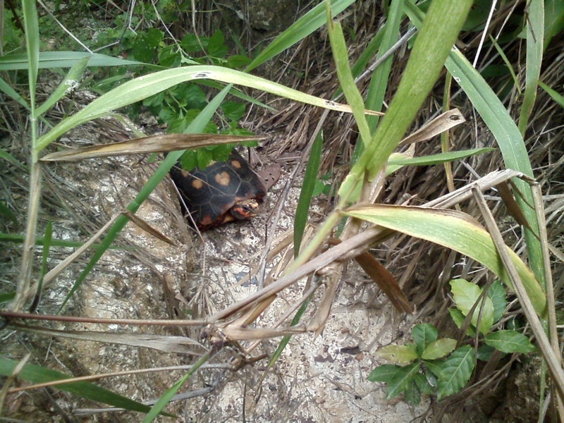 Jaboti no caminho - tortoise in the way
