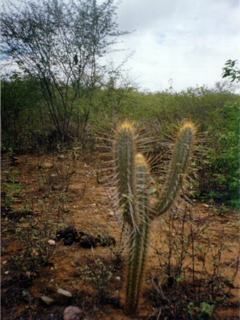 A cactus at the confluence