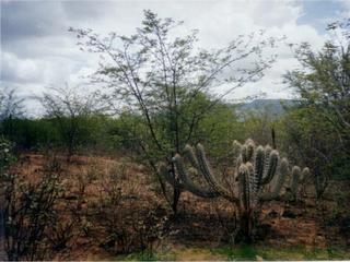 #1: Caatinga vegetation at the confluence