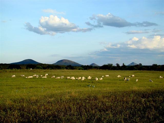 The CP is located in a cattle pasture