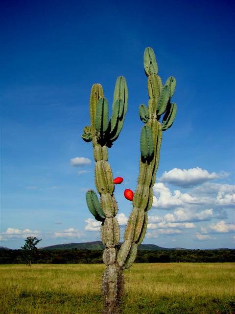 Mandacaru - cactus - in the CP area