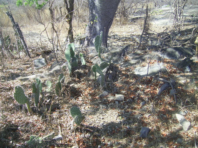 Cactus - cacti