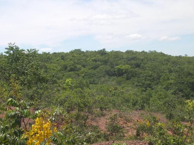 The confluence inside the cerrado (woods)