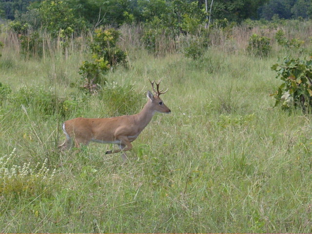 Pantanal deer