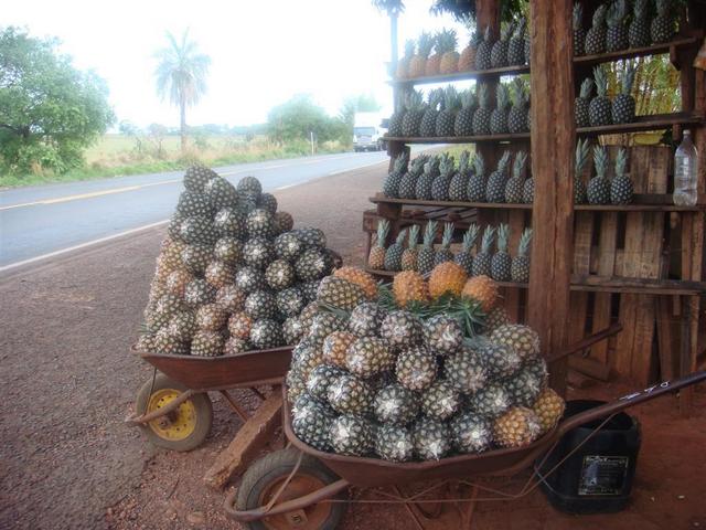 Barraquinhas de abacaxis. Selling pineaples along the highway.