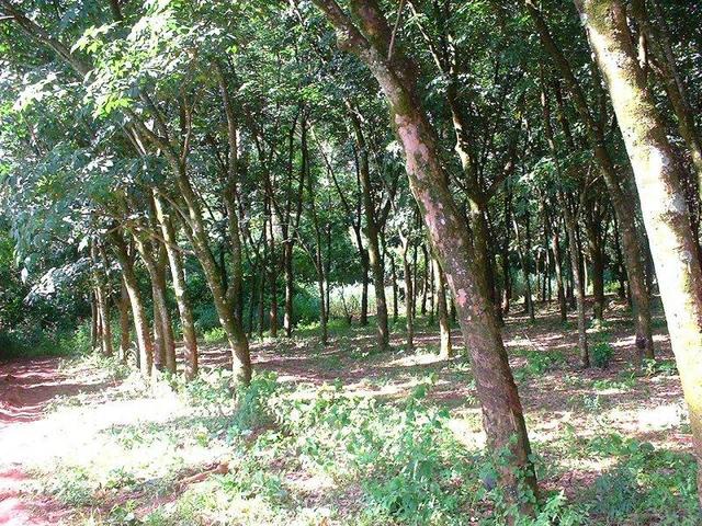 Looking north, into the rubber plantation