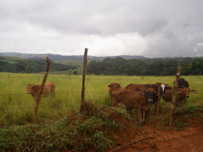 Visão a partir da estrada de terra, com o pasto e a confluência ao fundo - view from dirty road, with pasture and confluence in background