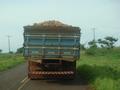 #10: Carring manioc to a flour mill - Carregando mandioca p/ fabrica de farinha