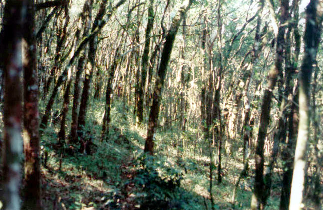 General view - Vista do bosque