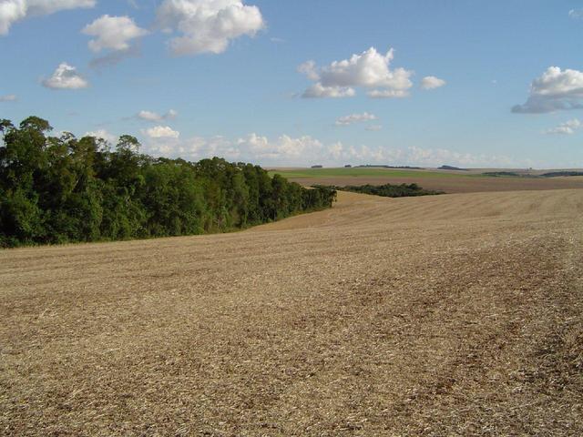 View of the area around the CP showing soya stubble