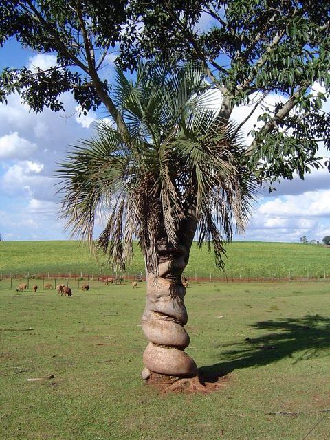 Nearby palm tree being throttled by a vine