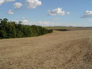 #1: View of the area around the CP showing soya stubble
