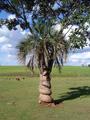 #9: Nearby palm tree being throttled by a vine