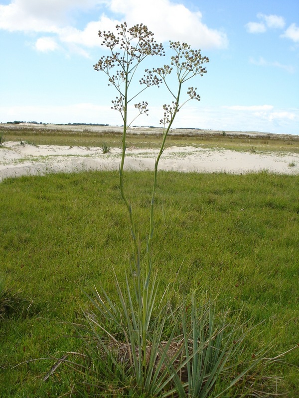 Vegetation of restinga