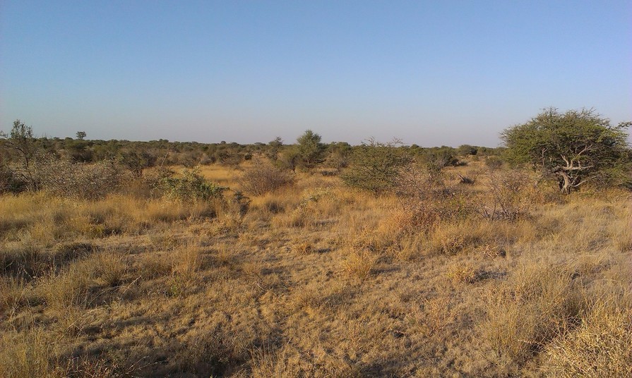 Vegetation at the Confluence is typical Kalahari sandveld