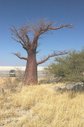 #9: Coppery coloured Baobab tree in the near vicinity