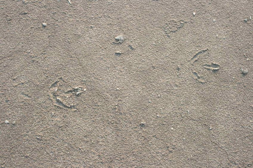 Flamingo tracks