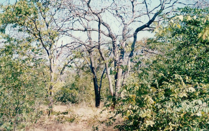 Eastern Botswanan African woodland