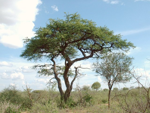 Typical Camel Thorn Tree