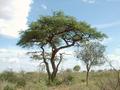 #7: Typical Camel Thorn Tree