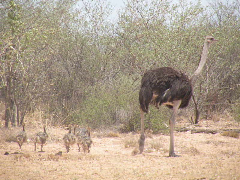 Ostrich with family at the roadside