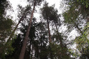 #7: Pine-trees
