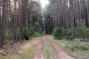 #7: Road in the forest