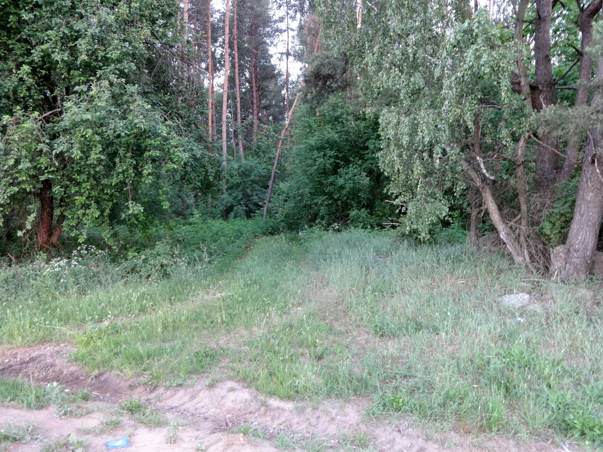 Entrance into the forest / Вход в лес