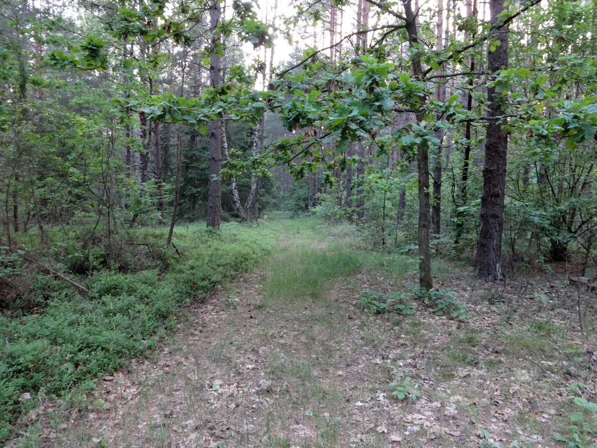 Forest path / Лесная тропа