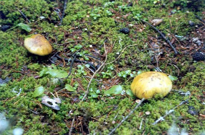 The forest floor, with fungi thriving in the damp, at the confluence