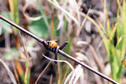 #8: A ladybird beetle crawls along barbed wire near the confluence