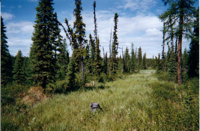 The confluence is marked by my pack sitting on a log on a cutline in a muskeg.