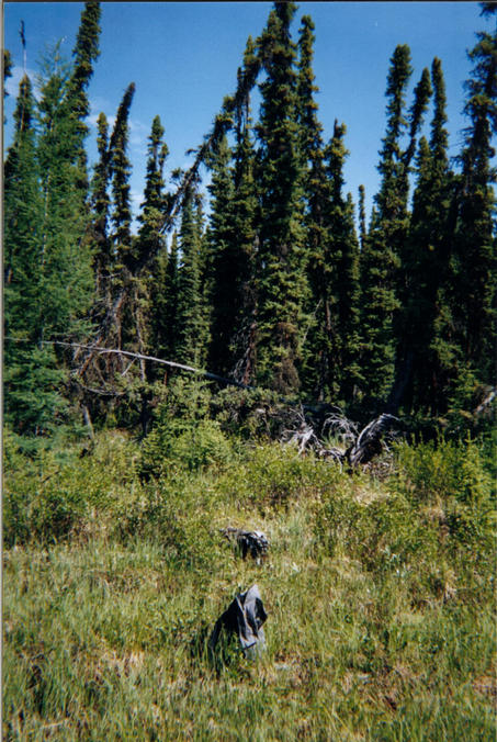 View north. Stand of Black Spruce in the background.