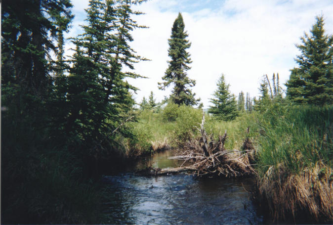 Swift moving creek flowing through muskeg near confluence.