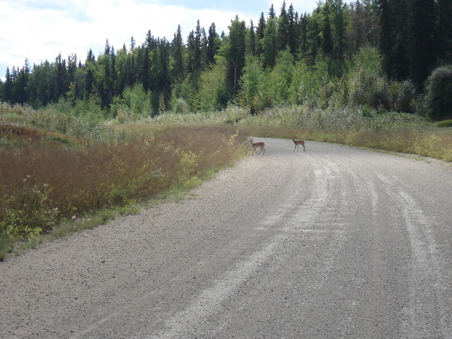 2 whitetail deer fawns on the road