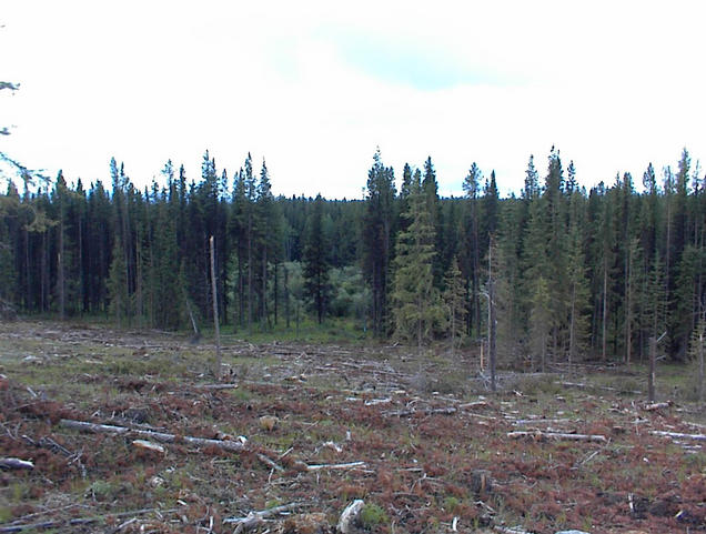 Leaving the ClearCut, Approaching the Meadow