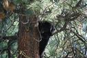#2: mother bear up a tree