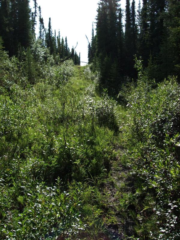 Old firebreak or forest road close to confluence point