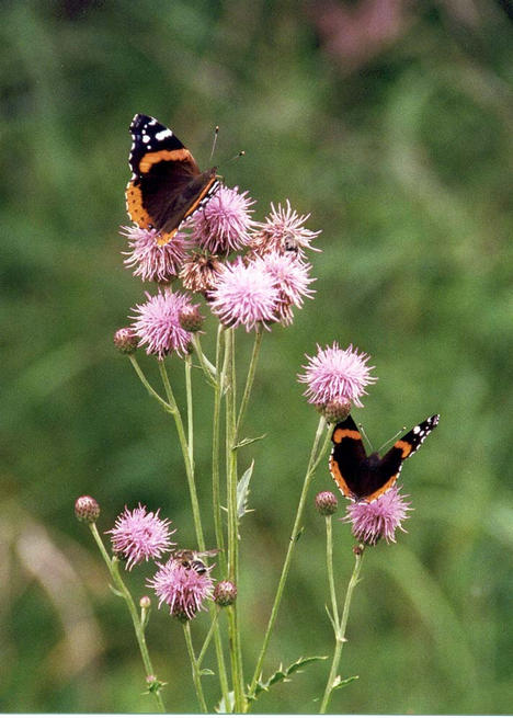 Butterflies on thistles beside the trail
