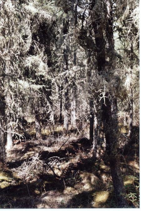 Typical boreal forest