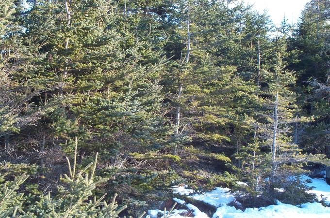 thick fir forest