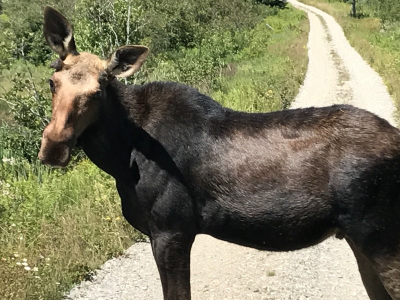 Bull moose attempts to stop Confluence visit